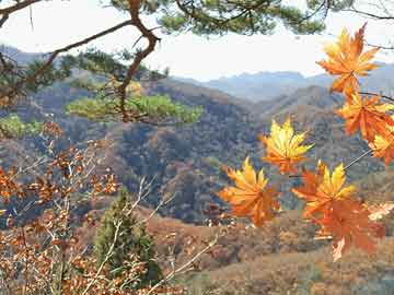 2025新澳芳草地正版资料免押-创新计划执行,专家解读、解释与落实 解析与释义